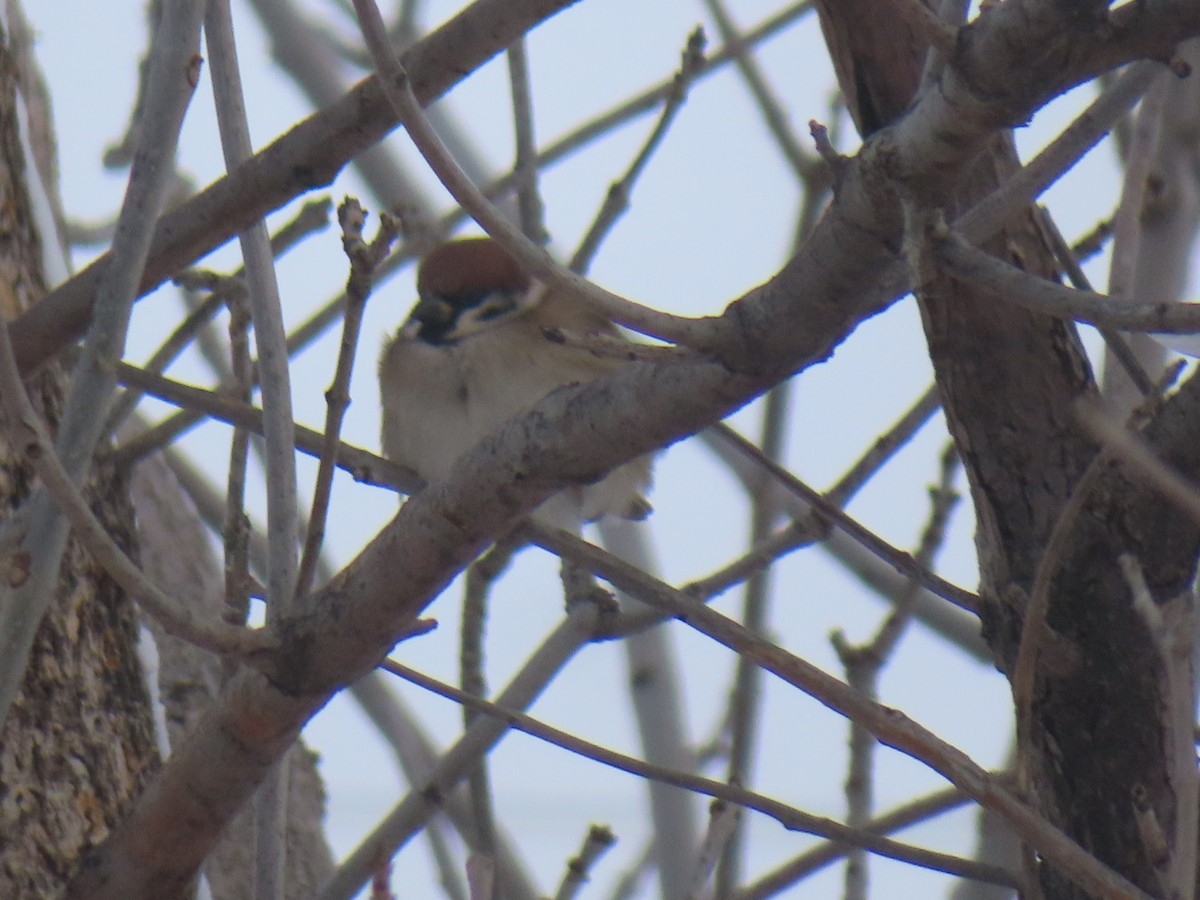 Eurasian Tree Sparrow - ML613679107