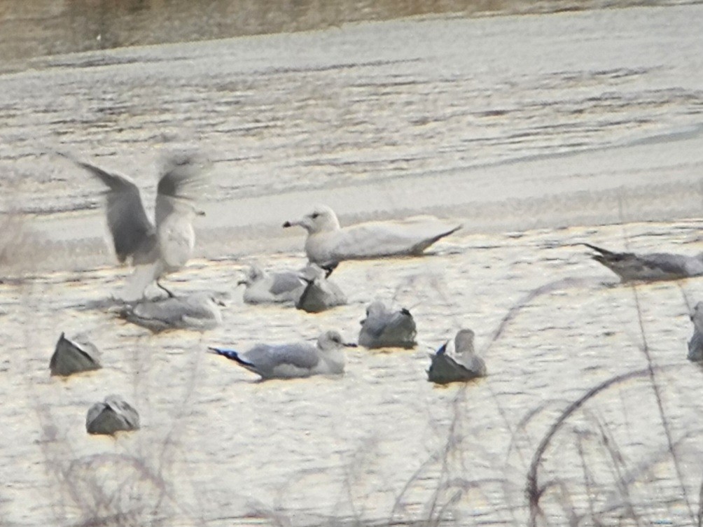 Glaucous Gull - ML613679118