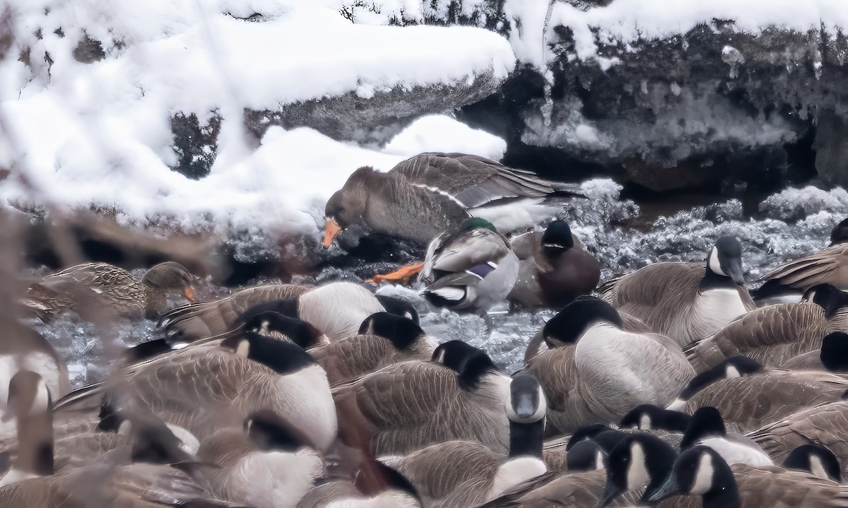 Greater White-fronted Goose - Gale VerHague