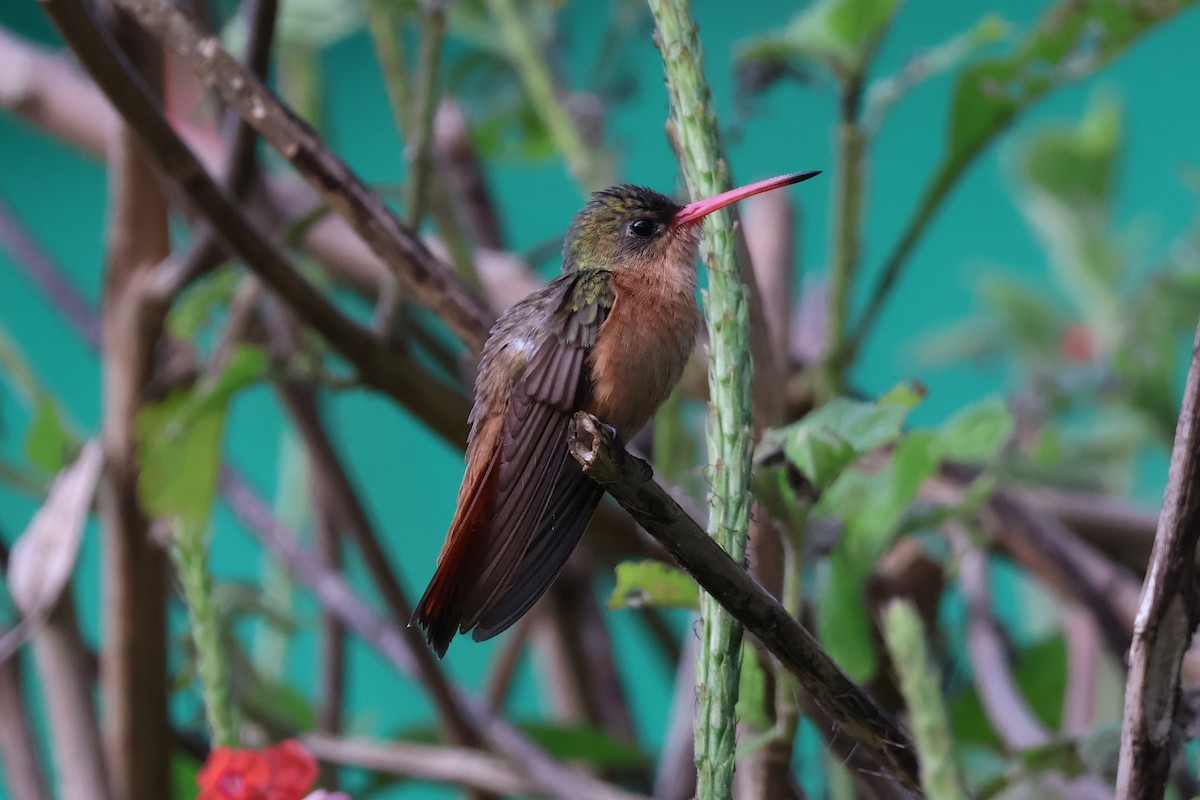 kolibřík ryšavý - ML613679134