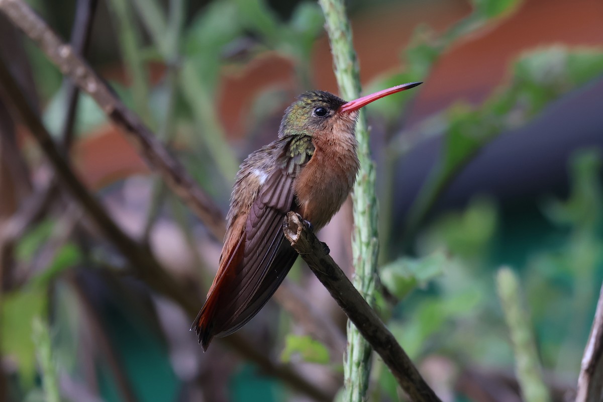 kolibřík ryšavý - ML613679136