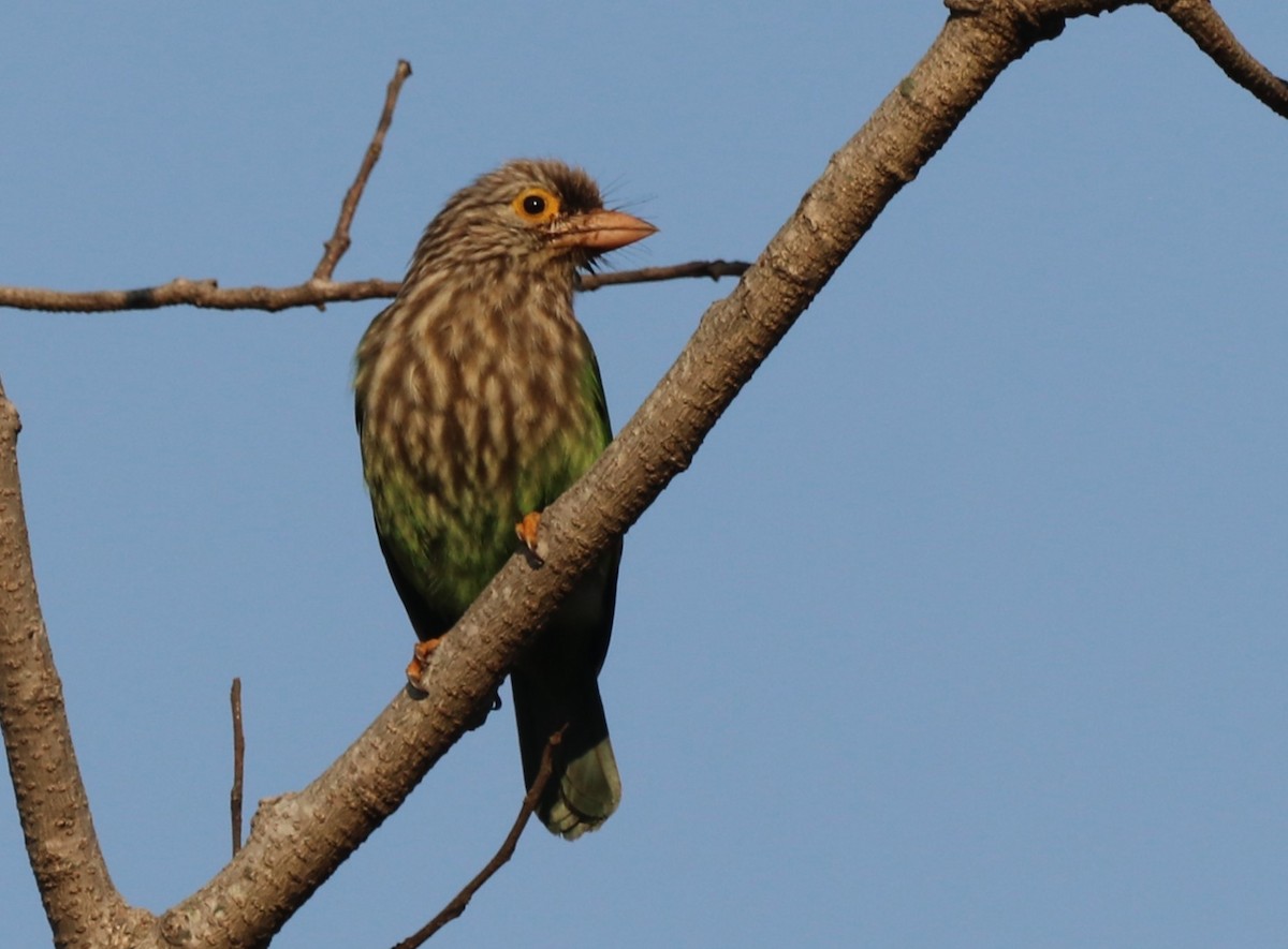 Lineated Barbet - ML613679140