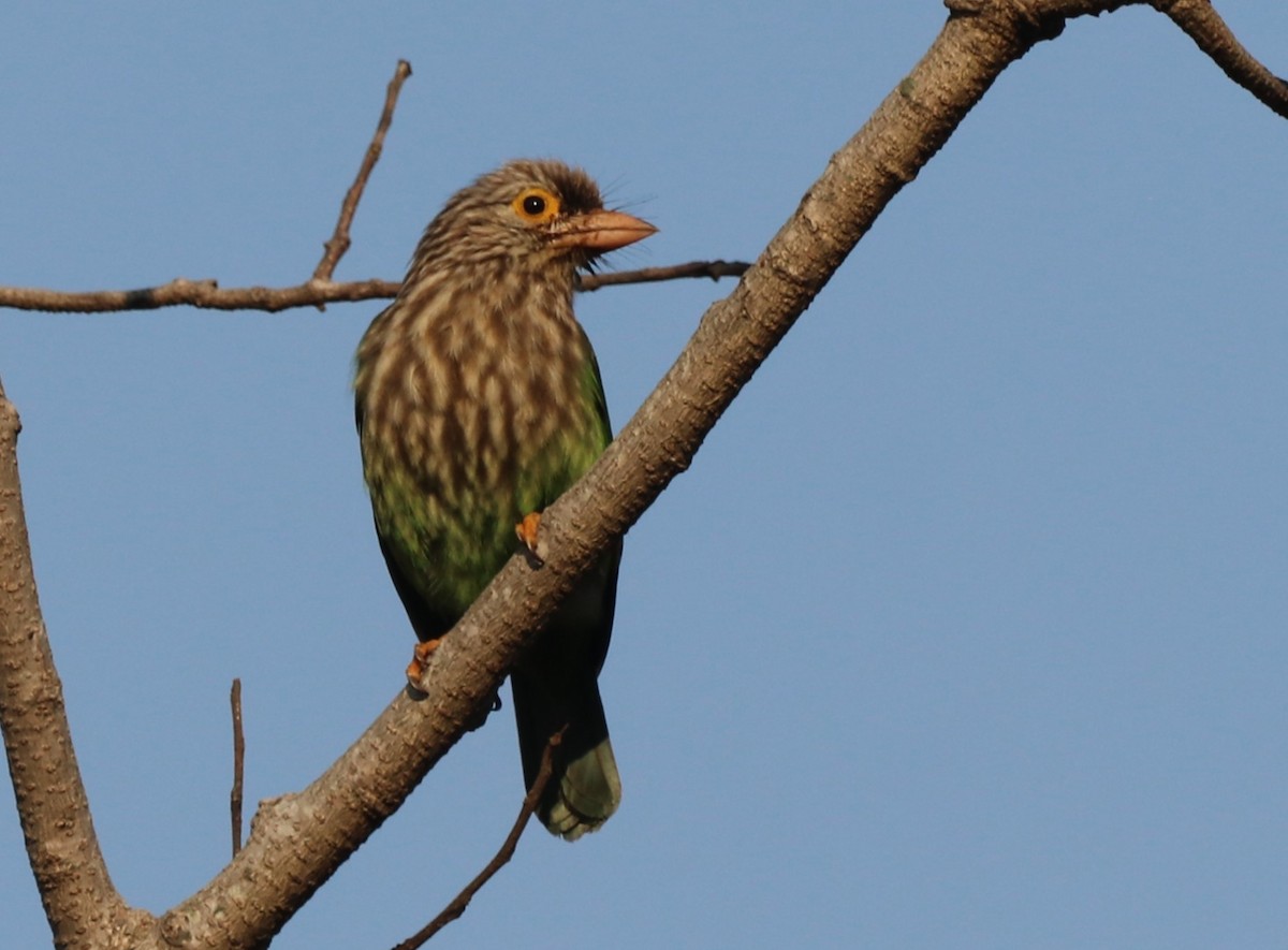 barbet čárkovaný - ML613679140