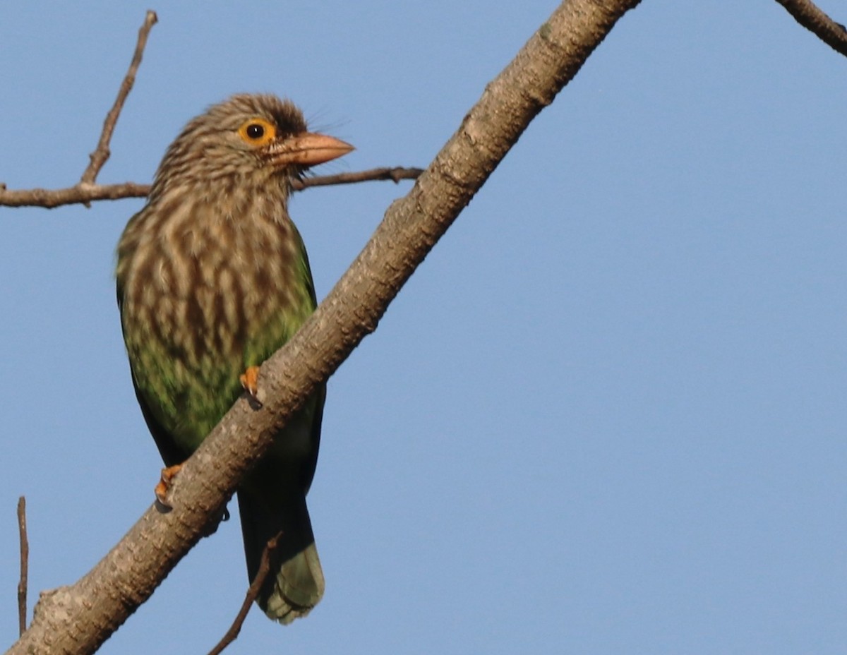 Lineated Barbet - ML613679147