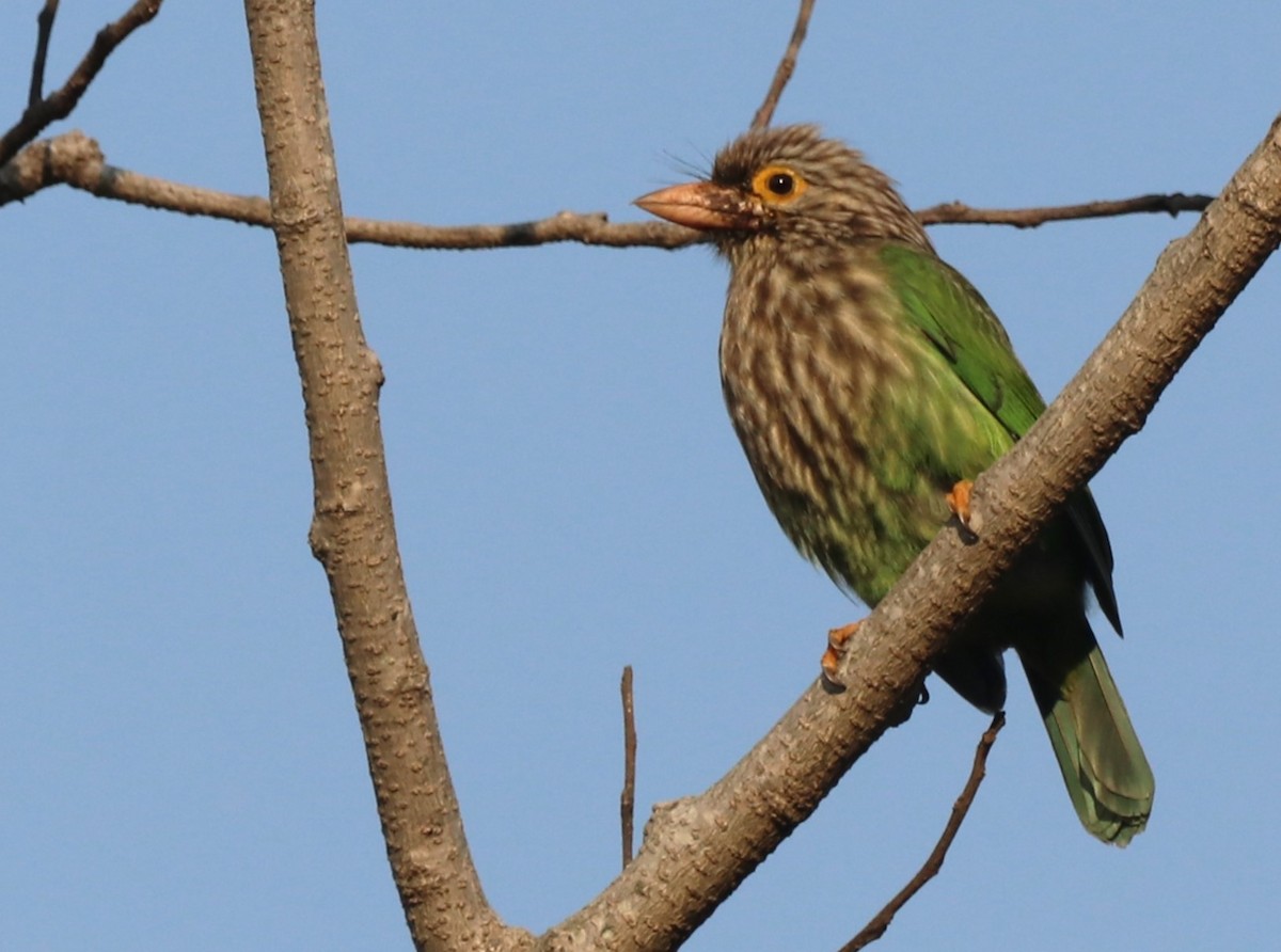 Lineated Barbet - ML613679152