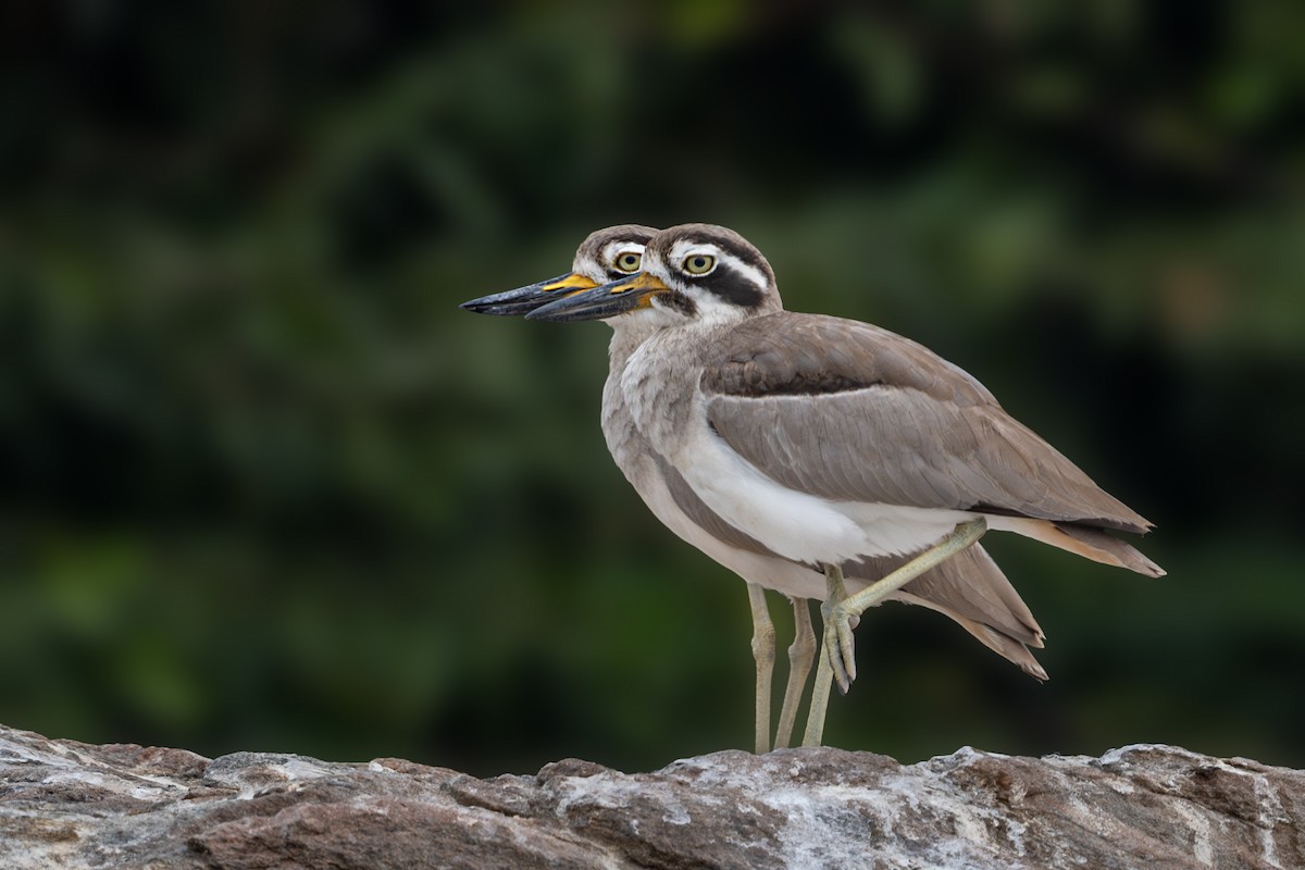 Great Thick-knee - ML613679157
