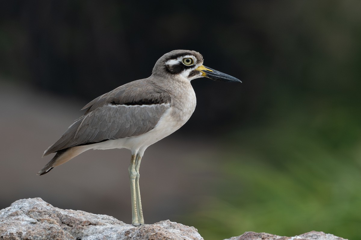 Great Thick-knee - ML613679158