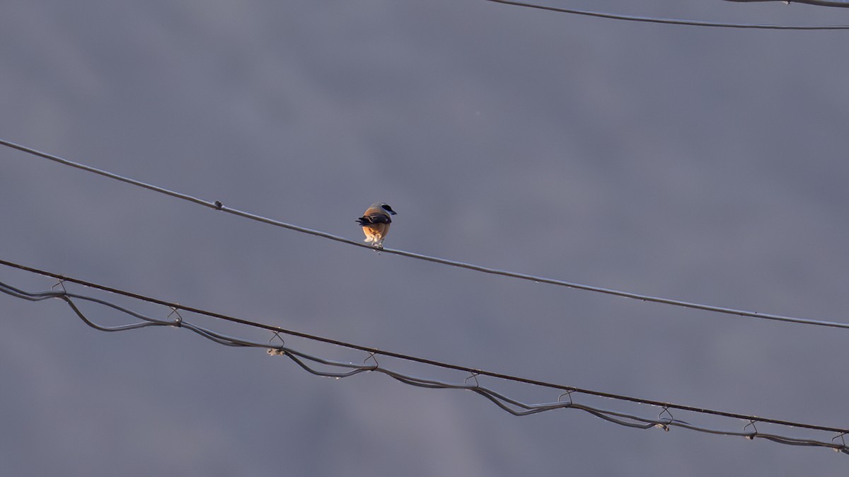 Long-tailed Shrike - ML613679166