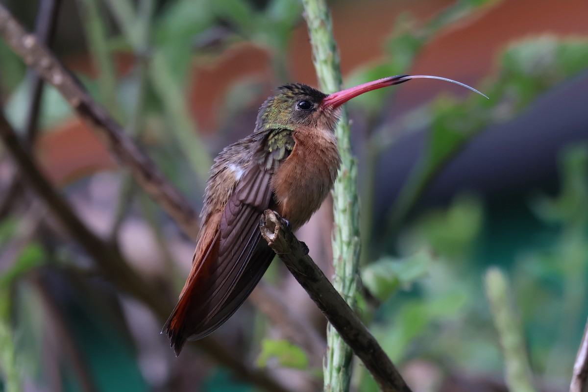 Cinnamon Hummingbird - ML613679169