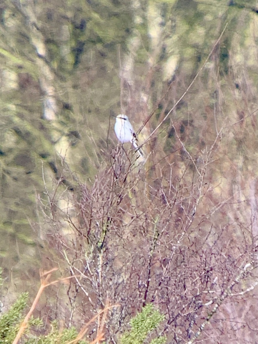 Great Gray Shrike - ML613679195