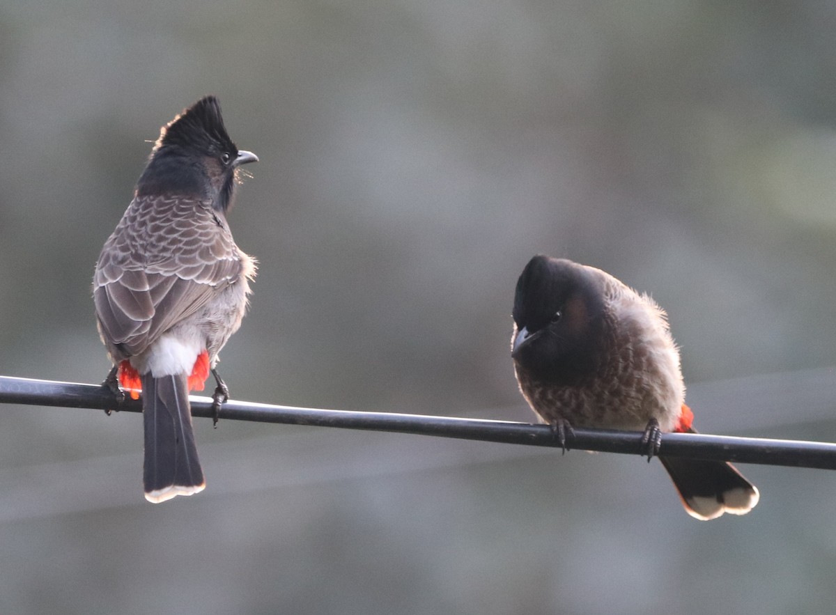 Red-vented Bulbul - ML613679208