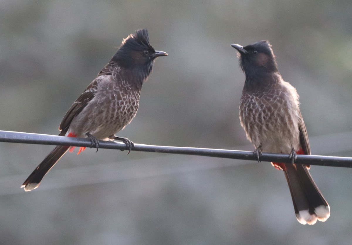 Bulbul à ventre rouge - ML613679212