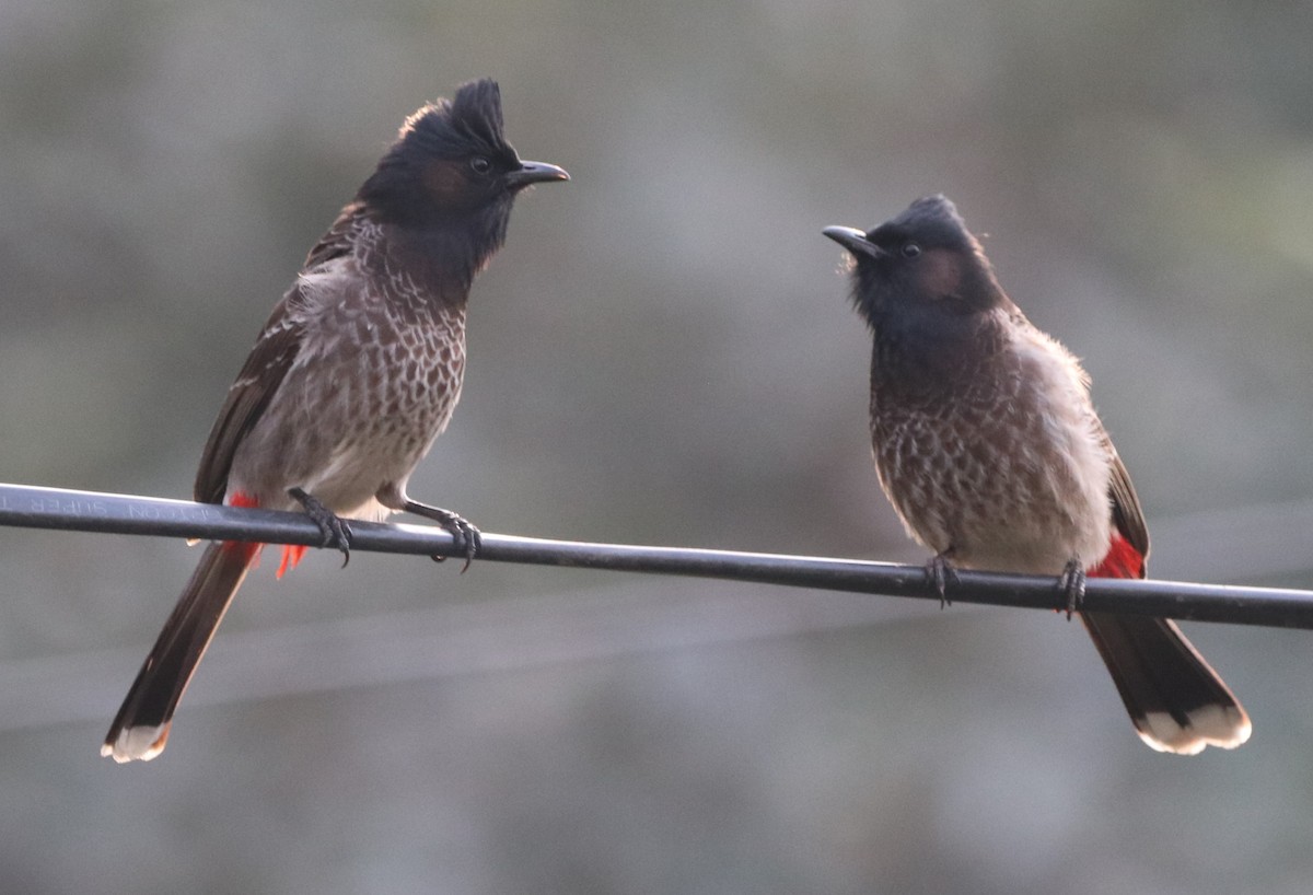 Red-vented Bulbul - ML613679217