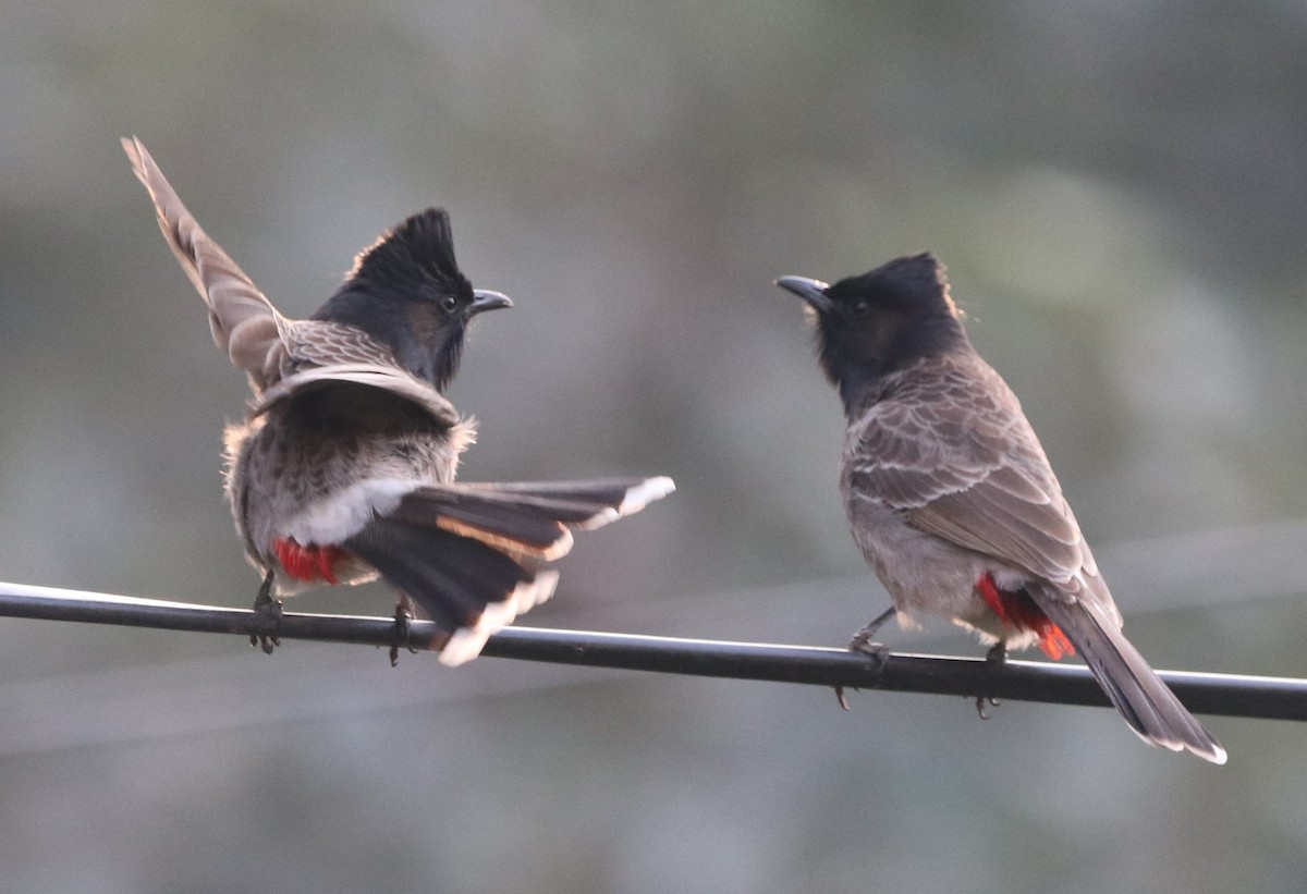 Red-vented Bulbul - ML613679224