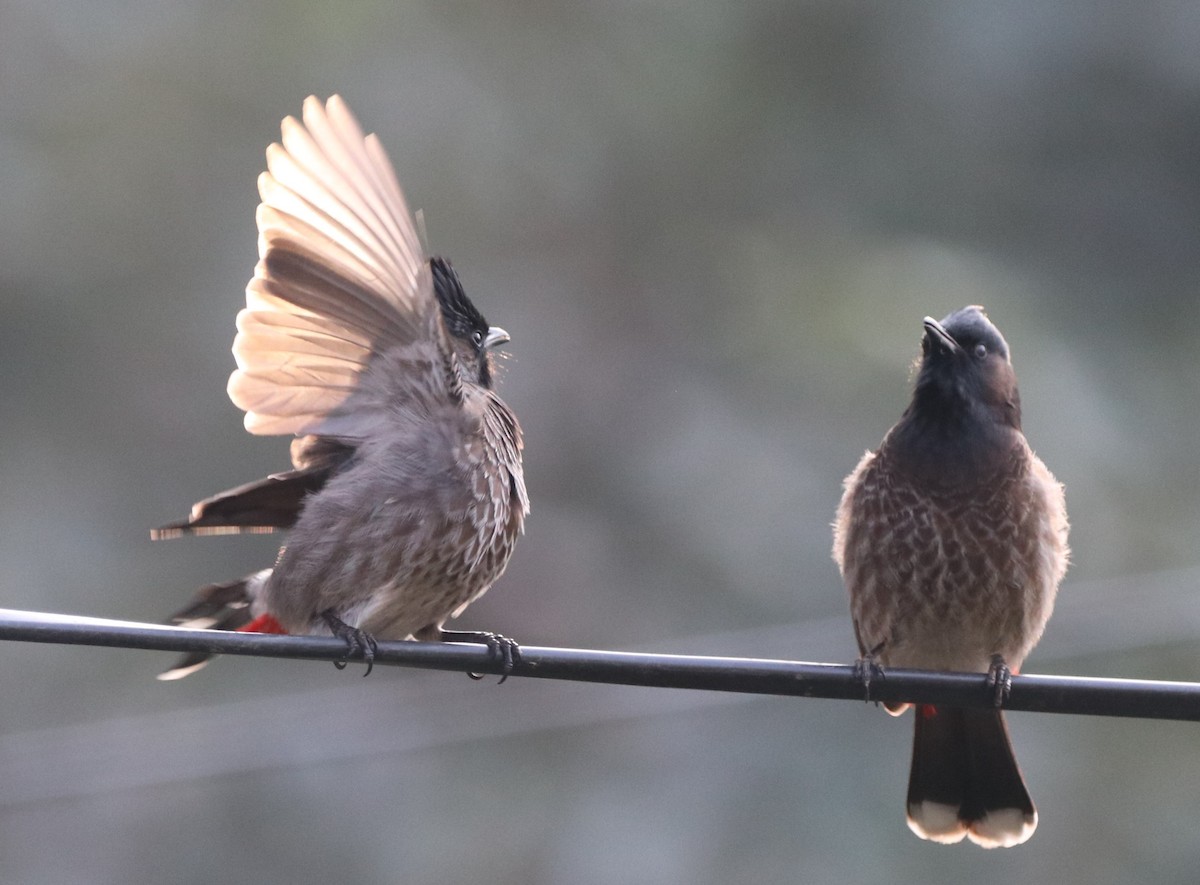 Bulbul à ventre rouge - ML613679232