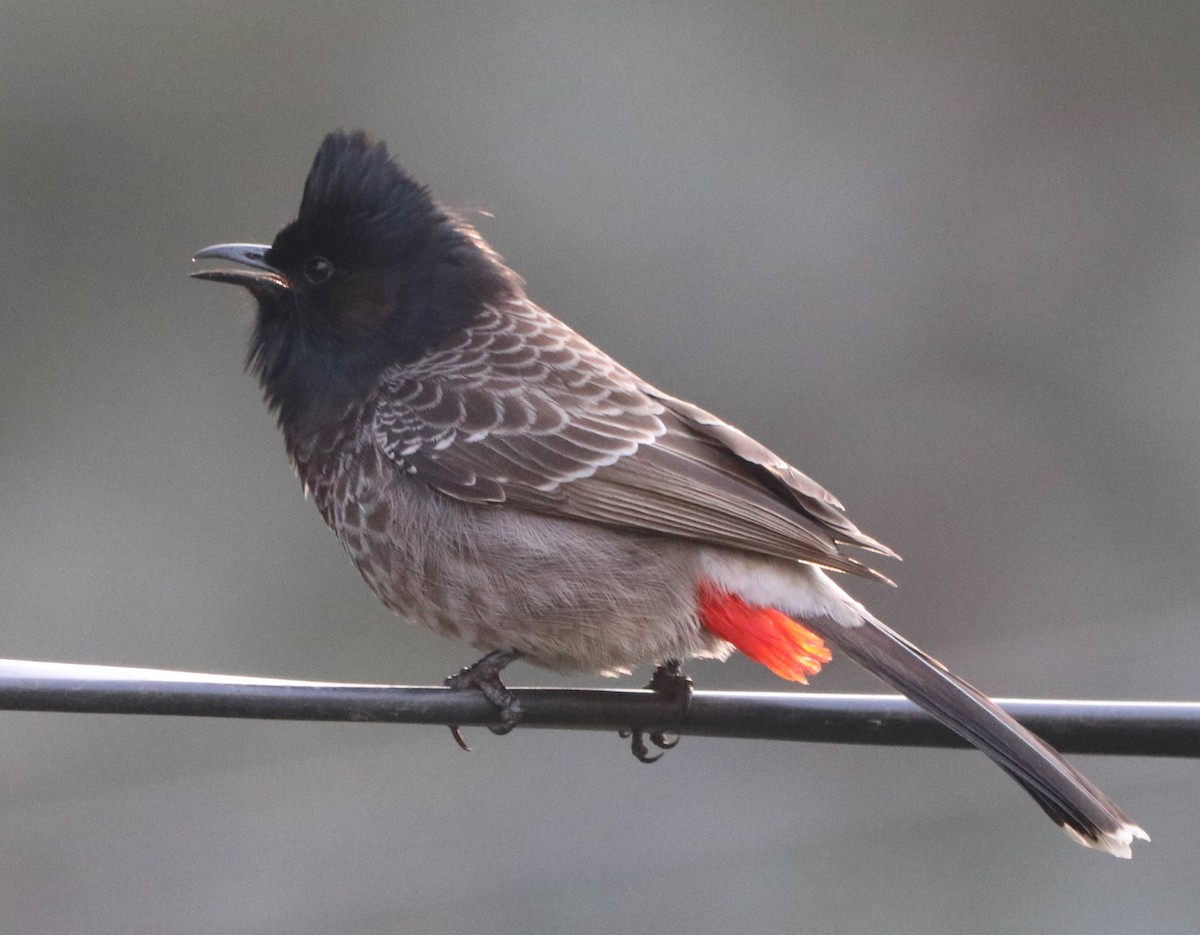 Red-vented Bulbul - ML613679239