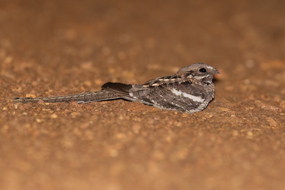 Long-tailed Nightjar - ML613679416