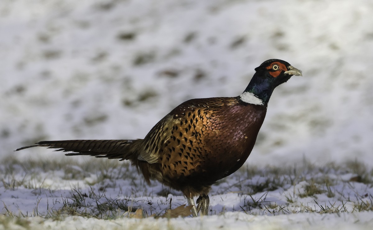 Ring-necked Pheasant - ML613679493