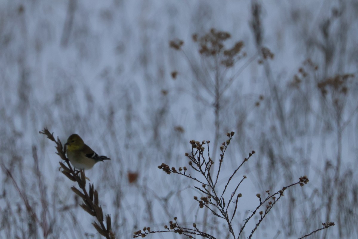 American Goldfinch - ML613679529