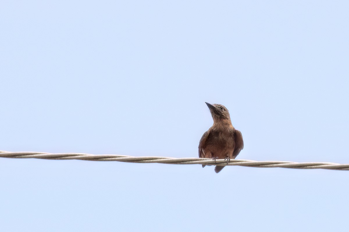 Cliff Flycatcher - ML613679540