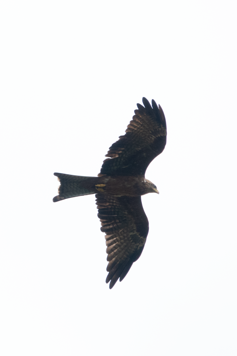 Black Kite - jay wong