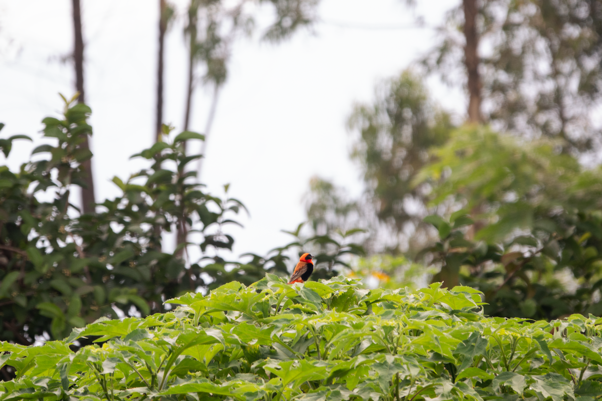 Southern Red Bishop - jay wong