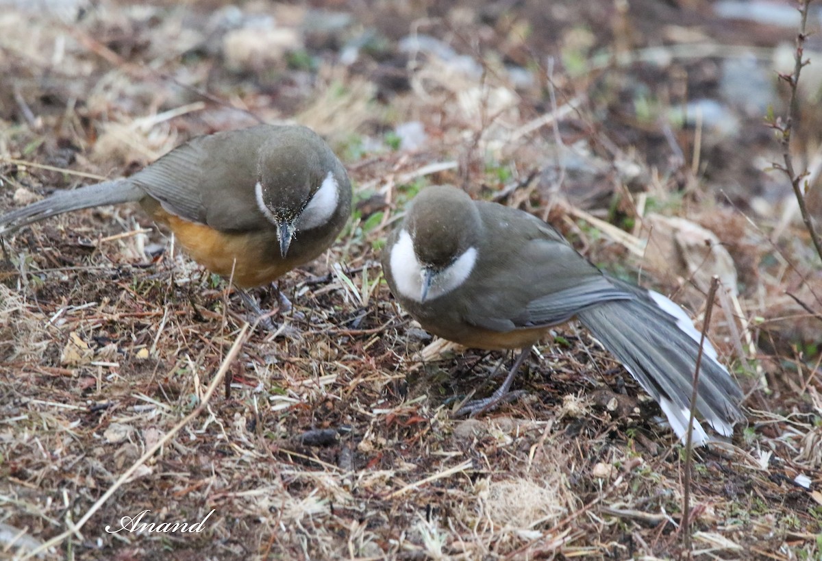 White-throated Laughingthrush - Anand Singh