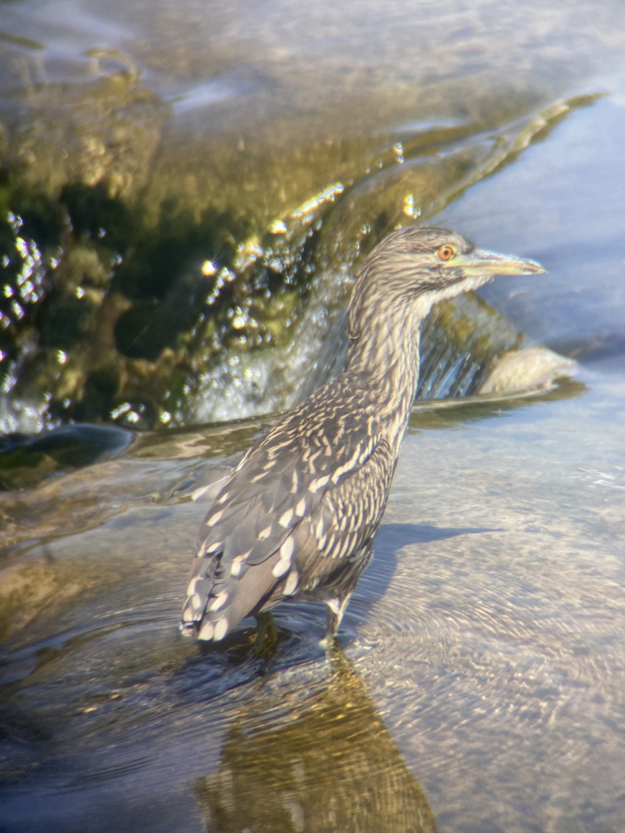 Black-crowned Night Heron - ML613679742