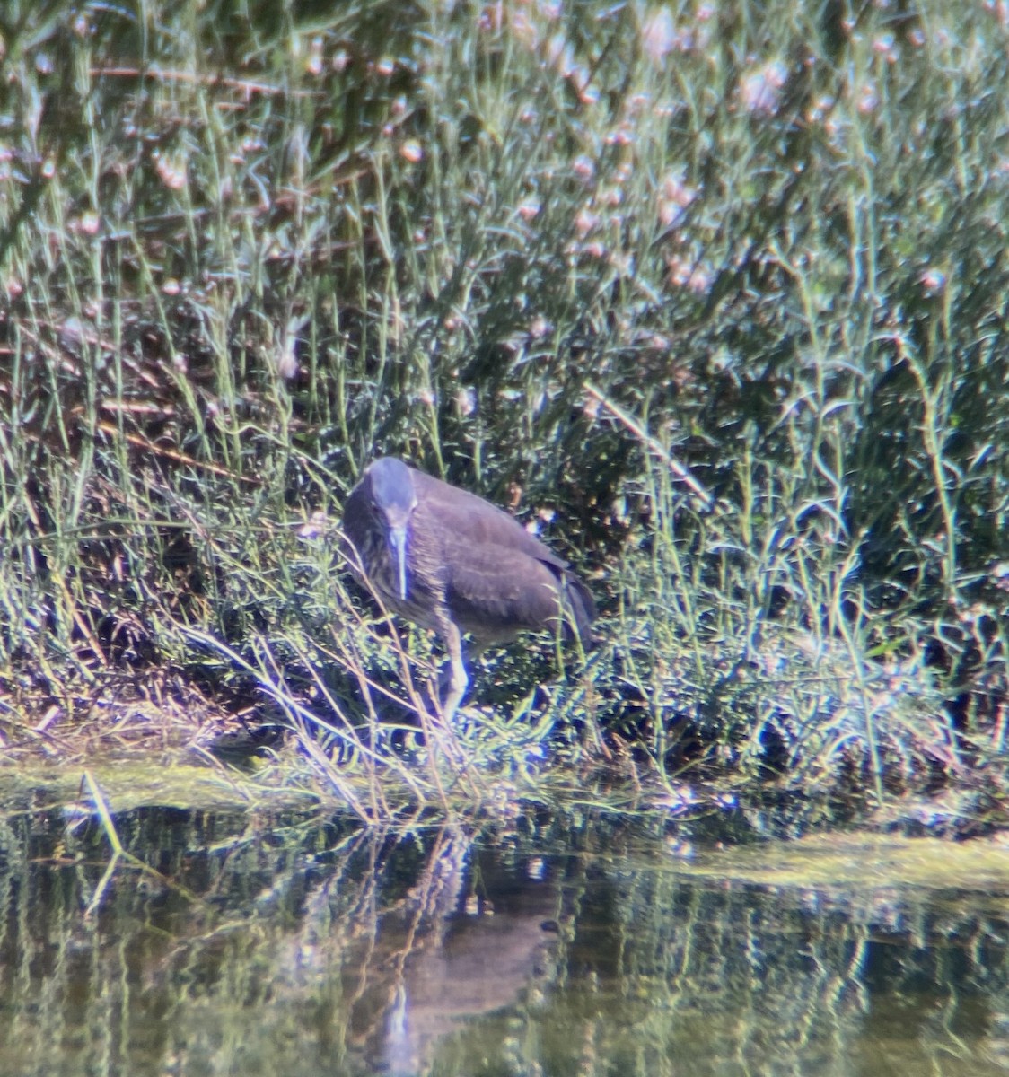 Black-crowned Night Heron - ML613679743
