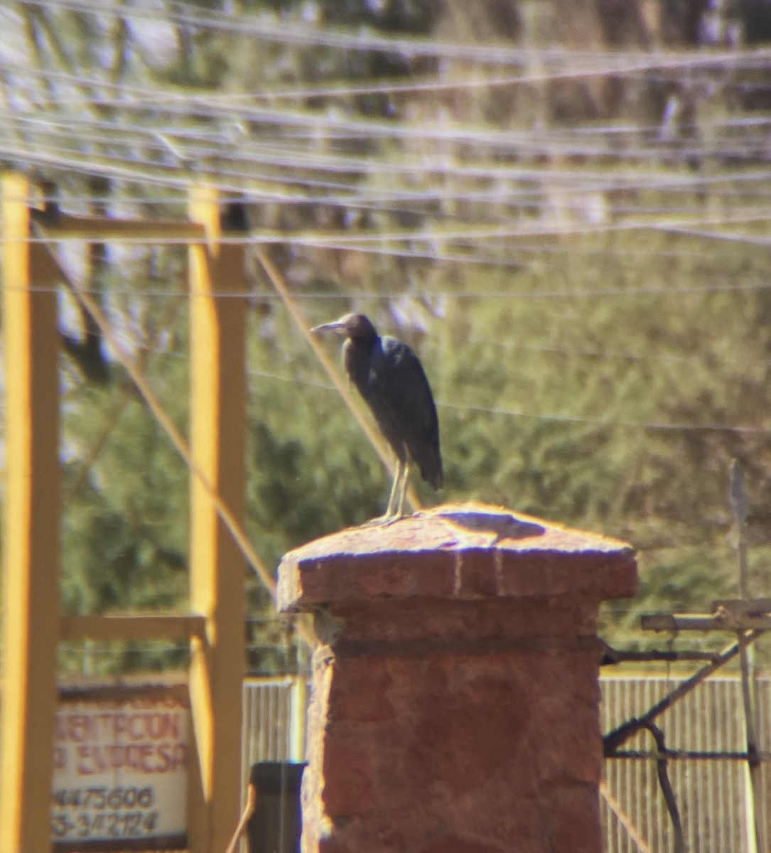Little Blue Heron - ML613679750