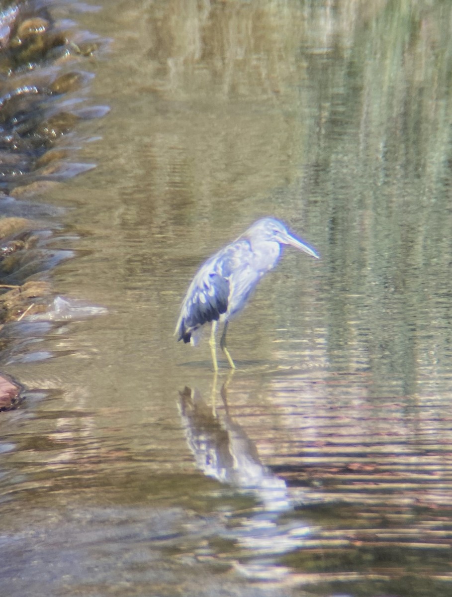 Little Blue Heron - ML613679751