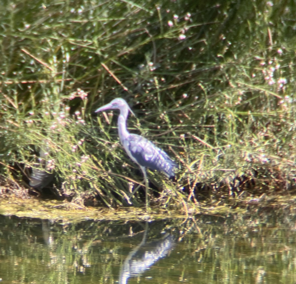 Little Blue Heron - ML613679752