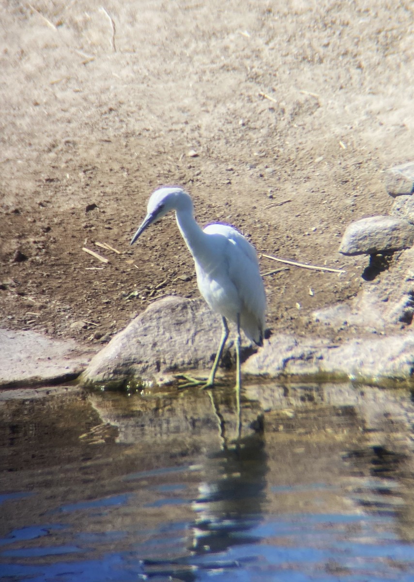 Little Blue Heron - ML613679753