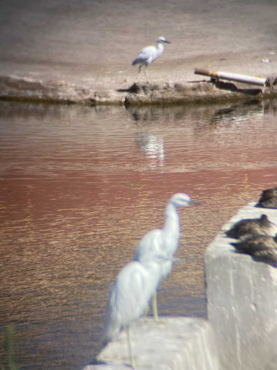 Little Blue Heron - ML613679754