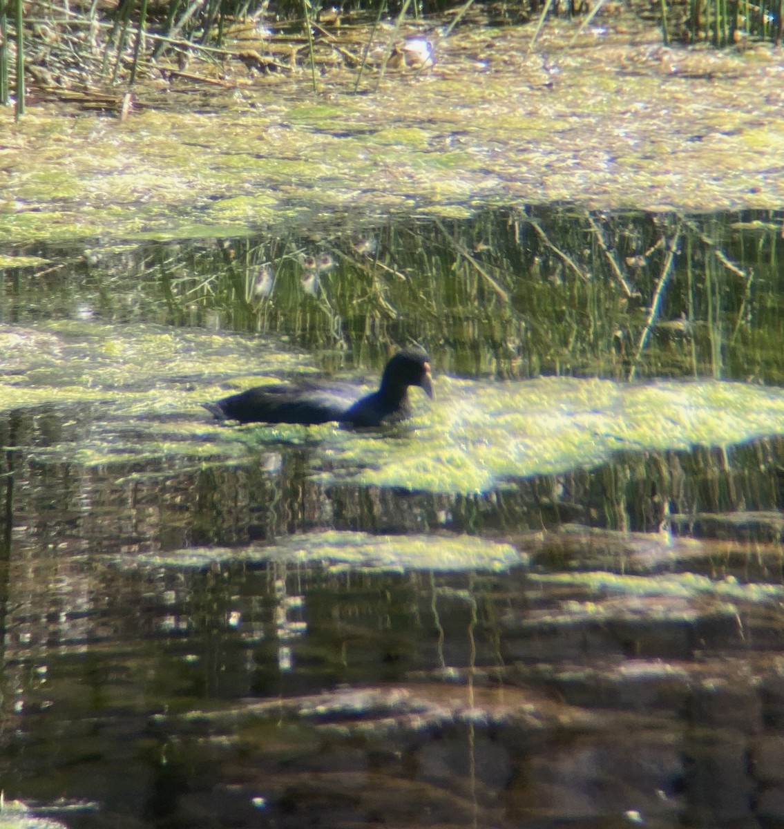 Slate-colored Coot - ML613679769