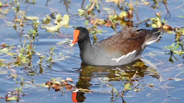 Gallinule d'Amérique - ML613679770