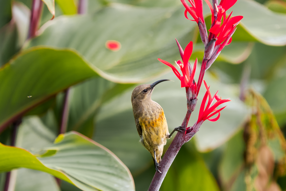 Scarlet-chested Sunbird - jay wong