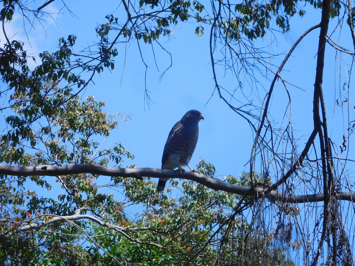 Roadside Hawk - ML613679788