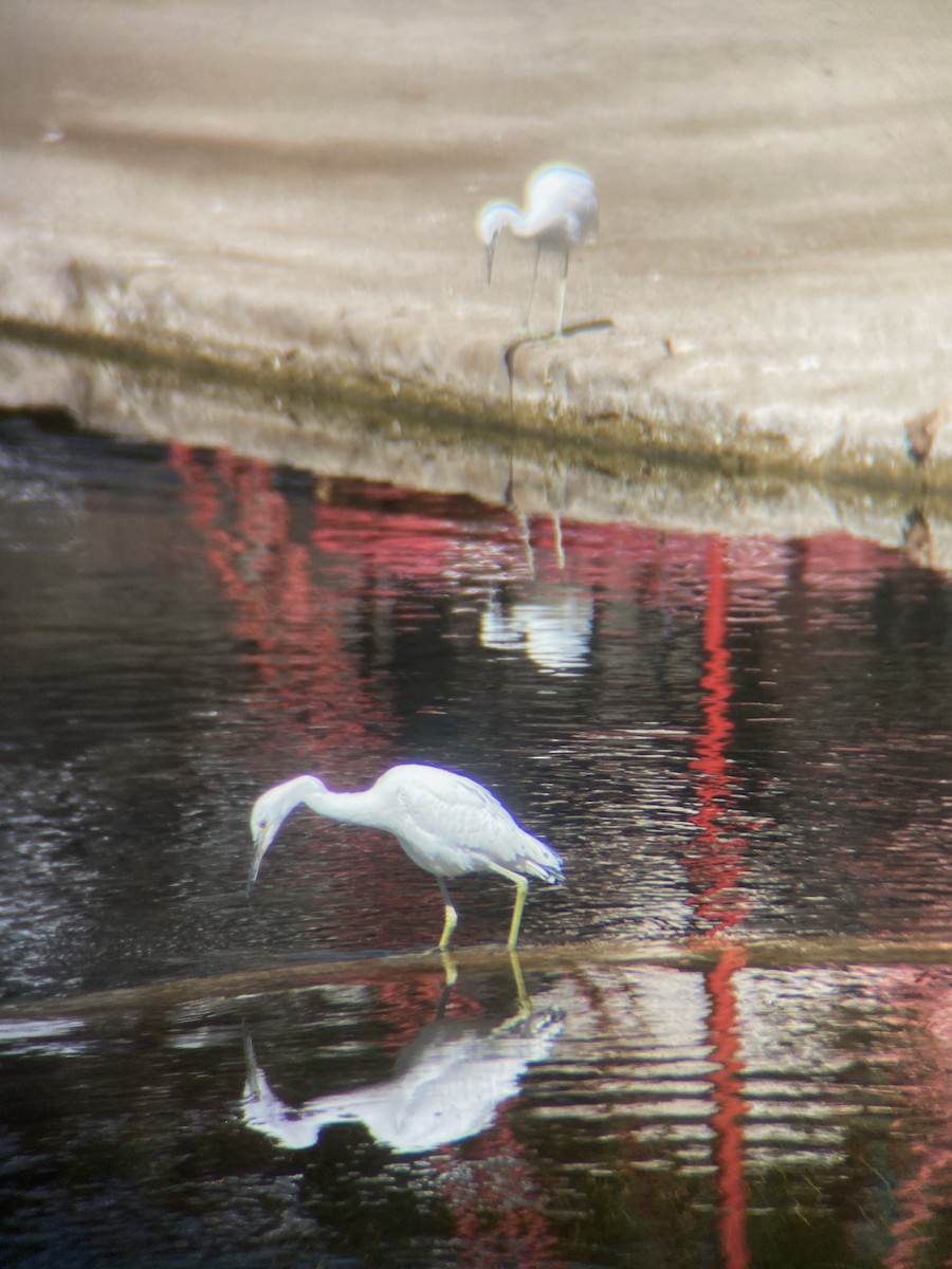 Little Blue Heron - ML613679822