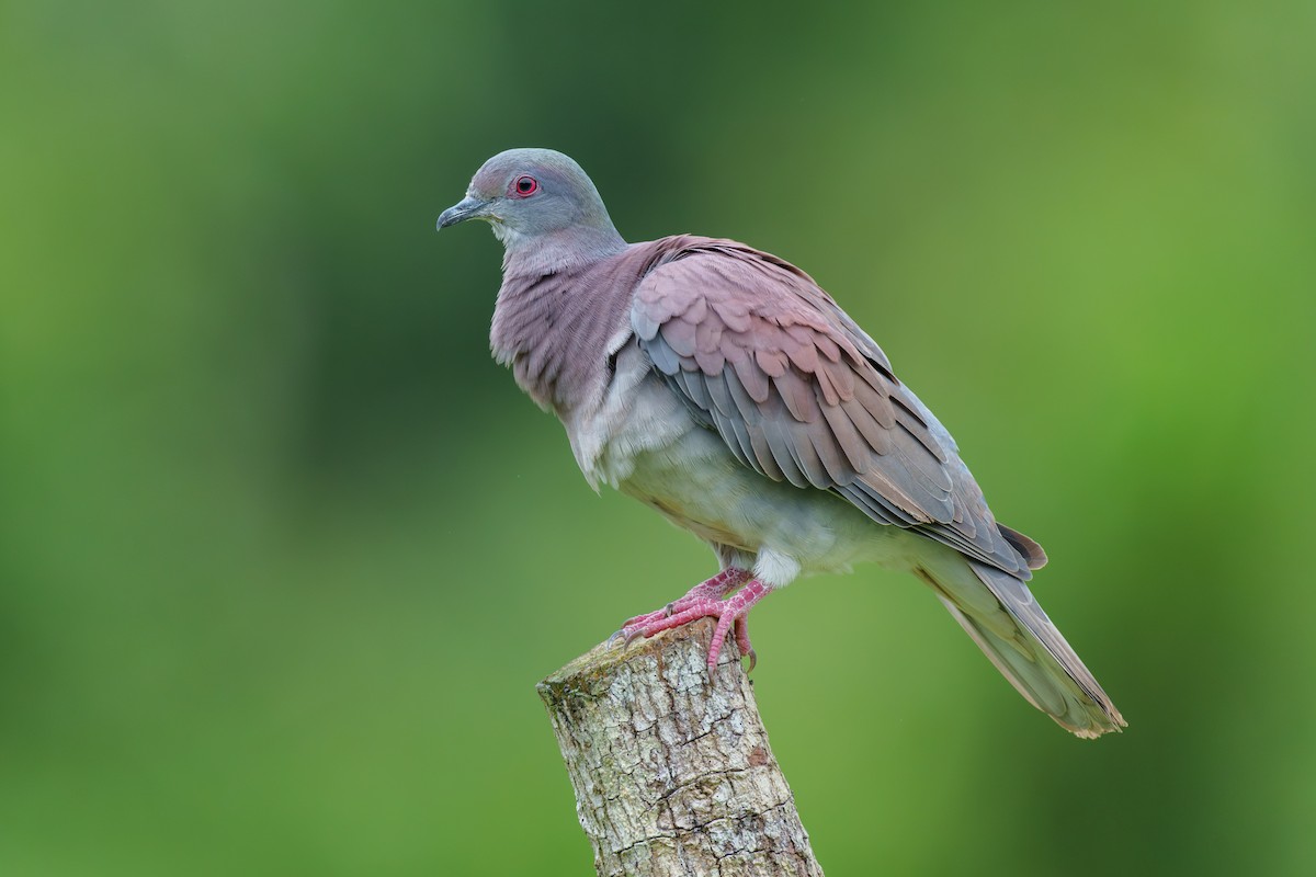 Pale-vented Pigeon - Jeff Hapeman