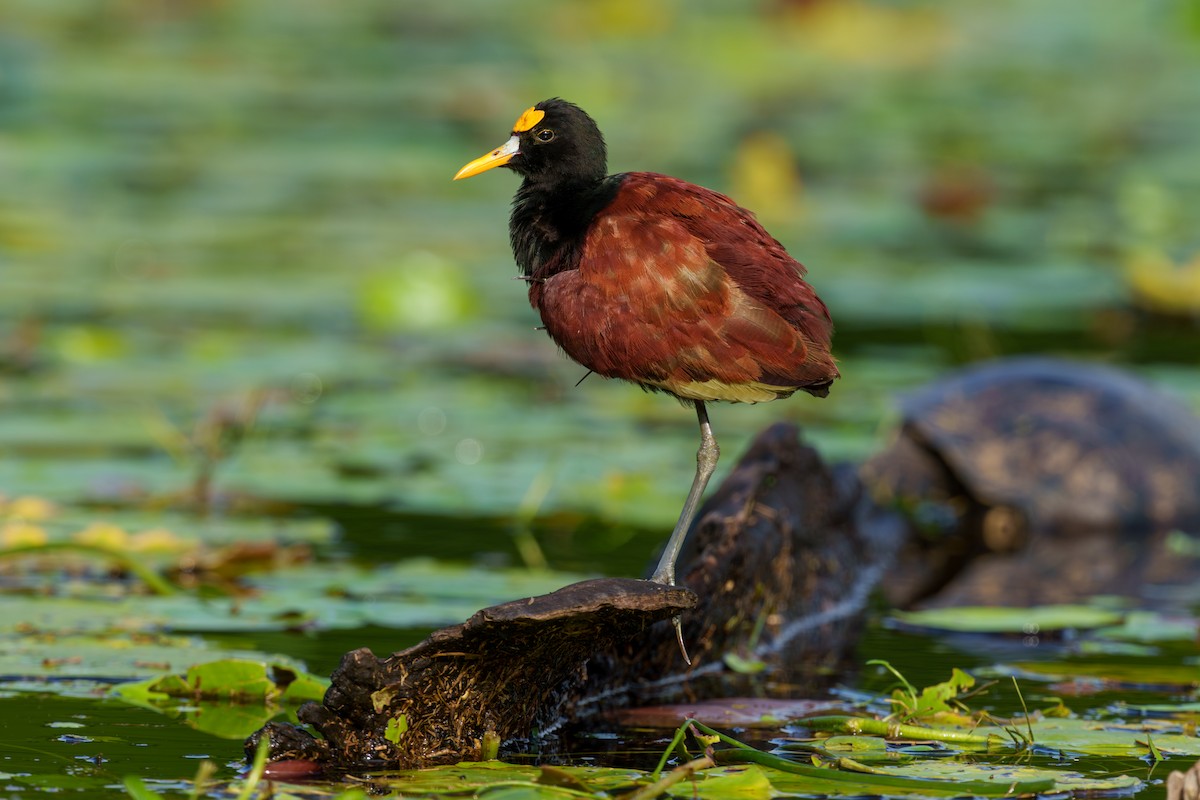 Northern Jacana - ML613679858