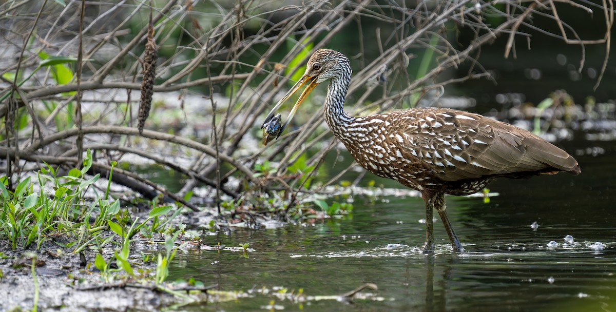 Limpkin - Robert Holt