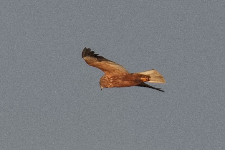 Western Marsh Harrier - ML613679925