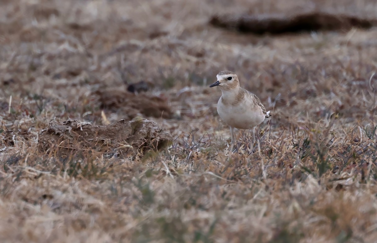 Mountain Plover - Grace Simms  🐦‍⬛