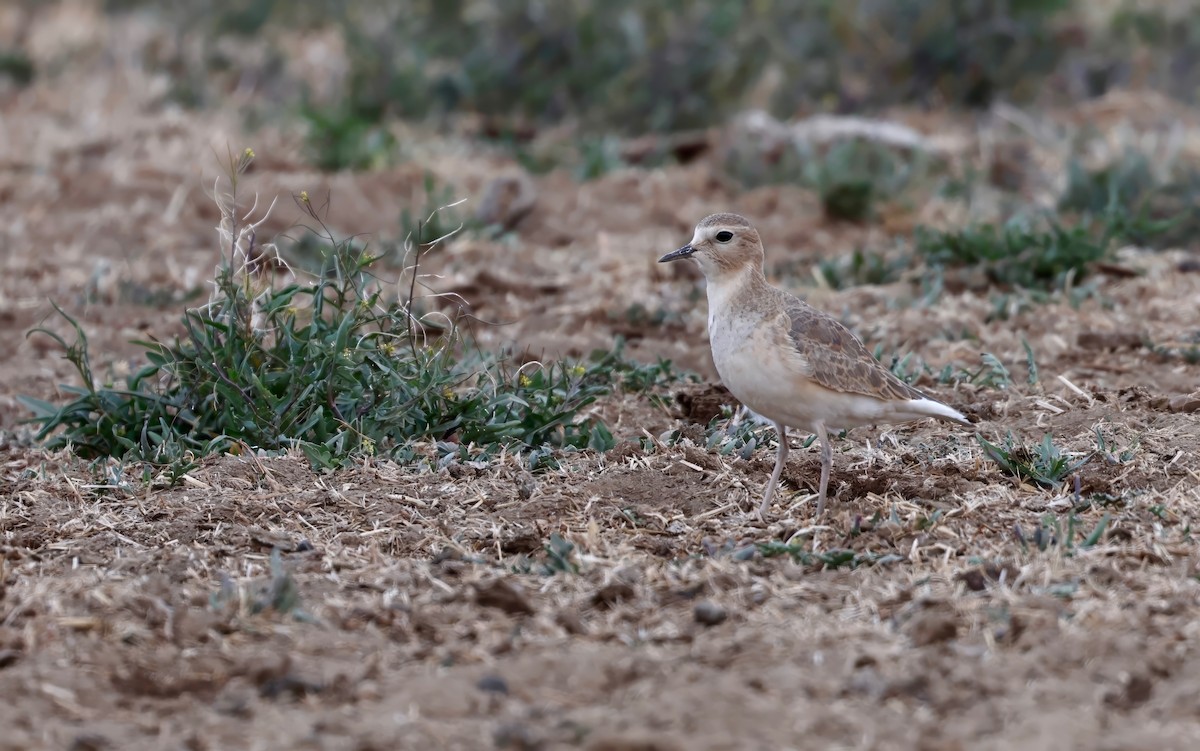 Mountain Plover - ML613679953