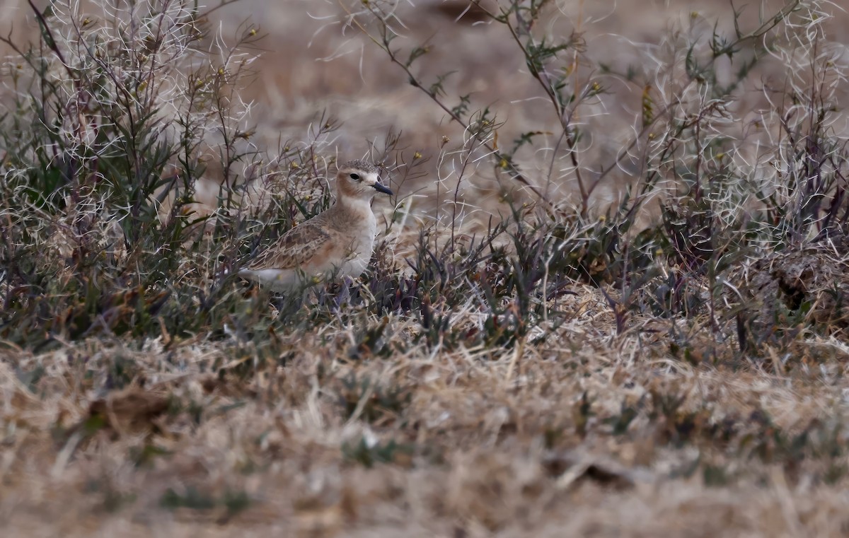 Mountain Plover - Grace Simms  🐦‍⬛