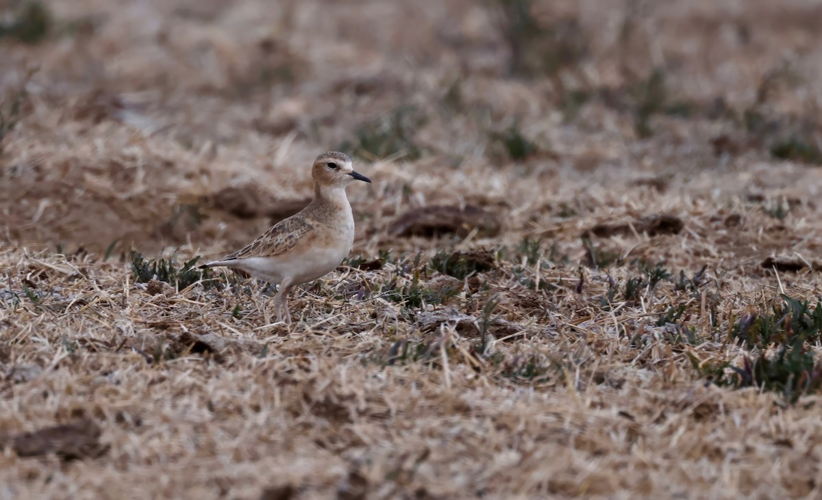 Mountain Plover - Grace Simms  🐦‍⬛