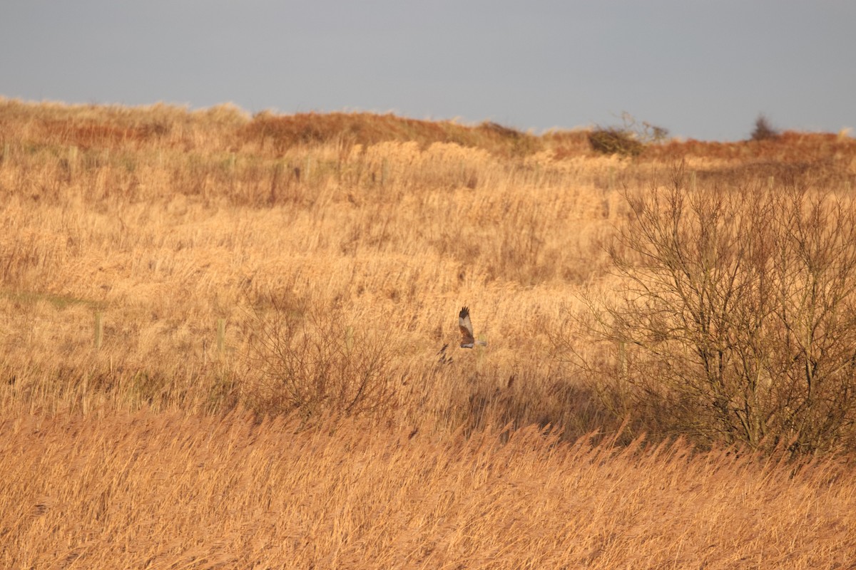 Western Marsh Harrier - ML613679996