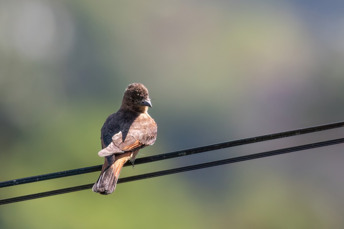 Cliff Flycatcher - Marcos Eugênio Birding Guide