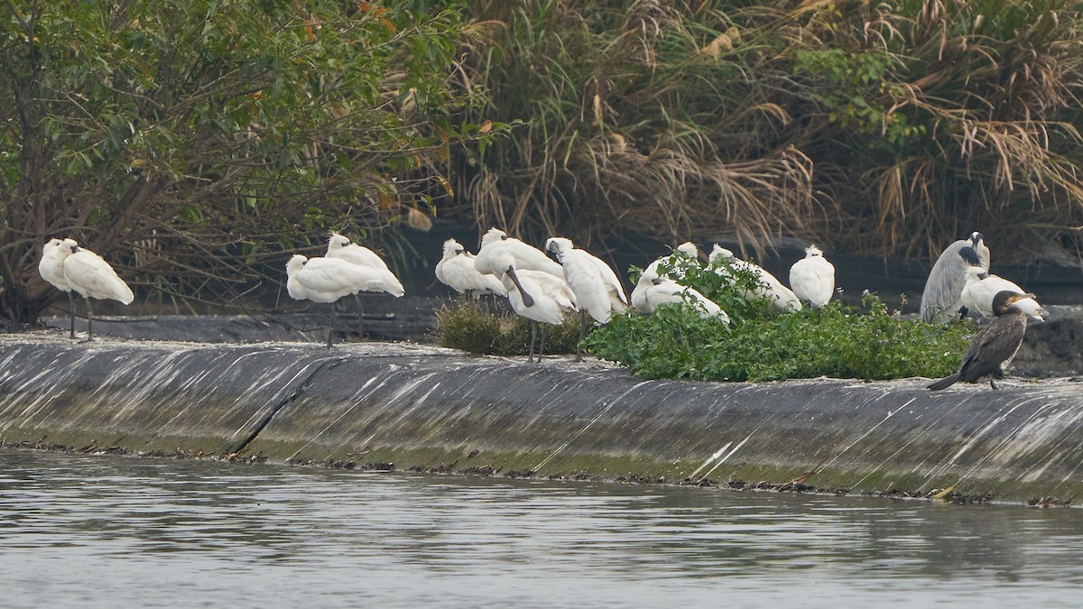 Black-faced Spoonbill - Chieh-Peng Chen